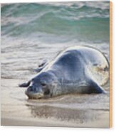 Hawaiian Monk Seal, An Endangered Wildlife Of Hawaii Wood Print