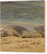 Hawaiian Monk Seals Napping On The Beach Wood Print