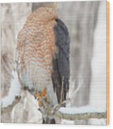 Hawk In The Snow Wood Print