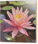Heavenly Water Lily Wood Print