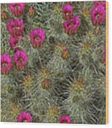 Hedgehog Cactus Blossoms Wood Print