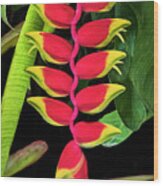 Heliconia Lobster Claw Wood Print