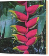 Heliconia V I I Wood Print