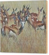 Herd Of Springbok Wood Print