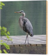 Heron At Lake Padden Wood Print