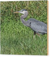 Heron Hunts In Grass Wood Print