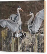 Herons Nest Building Wood Print