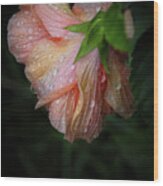 Hibiscus After Rain Wood Print