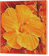 Hibiscus  Aglow Wood Print