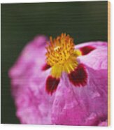 Hibiscus Desert Rose Pink Wood Print