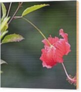 Hibiscus Bows Down Wood Print