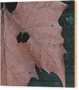 Hidden Leaf Heart Wood Print