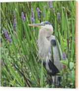 Hiding In The Pickerelweed Wood Print