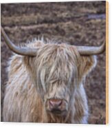 Highland Cow Wood Print