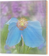 Himalayan Blue Poppy - In The Garden Wood Print