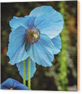 Himalayan Blue Poppy Wood Print
