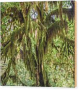Hoh Forest #3 Wood Print