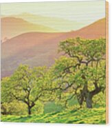 California Oaks In Spring Wood Print
