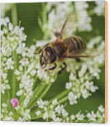 Honey Bee And White Flowers Wood Print