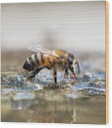 Honey Bee Drinking Water With Reflection Wood Print