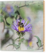 Honey Bee On Purple Aster Wood Print