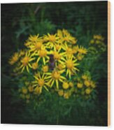 Honey Bee On Ragworth Wood Print