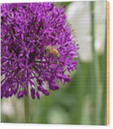 Honeybee On Ornamental Onion Wood Print
