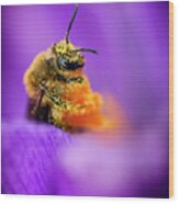 Honeybee Pollinating Crocus Flower Wood Print