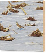 Horned Lark Foraging Wood Print