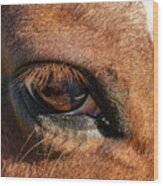 Horse Eye Close Up Wood Print