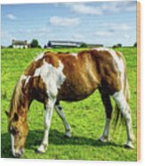 Horses In A Field In Heywood Grt Manchester, Uk Wood Print