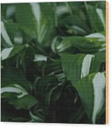 Hosta Plantain Lily Perennial Plant Wood Print
