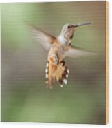 Hovering Rufus Hummingbird Wood Print