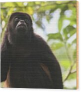 Howler Monkey Wood Print