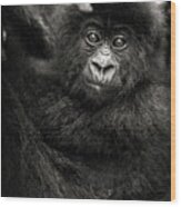Jeune Gorille Humba Wood Print
