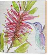 Hummingbird By A Bottle Brush Wood Print