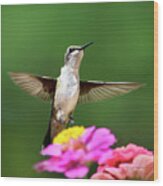 Hummingbird Wood Print