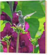 Hummingbird Garden Wood Print