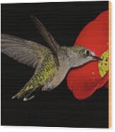 Hummingbird Hovers At Feeder Wood Print