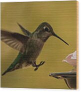 Hummingbird Landing Wood Print