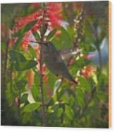 Hummingbird Love Wood Print