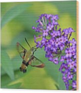 Hummingbird Moth And Buddleia Wood Print