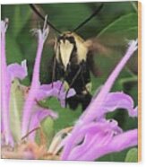 Hummingbird Moth Close Up Wood Print