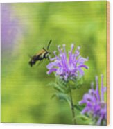 Hummingbird Moth - Delaware Water Gap Wood Print
