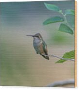 Hummingbird On A Branch Wood Print