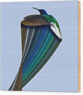 Hummingbird Pixel Stretch 2 Wood Print