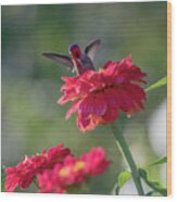 Hummingbird Zinnia Wood Print