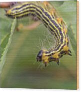 Hungry Caterpillar Wood Print
