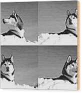 Husky Dog Collage Wood Print