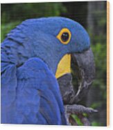 Hyacinth Macaw In Rainforest Wood Print